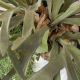 Aranjamente florale LUX - Aranjament floral mare OBICE DAVID EARS LOTUS PLATYCERUM