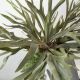 Aranjamente florale LUX - Aranjament floral mare OBICE DAVID EARS LOTUS PLATYCERUM