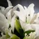 Aranjamente florale LUX - Aranjament floral design LUX ETERNITY SQUARE LILIUM