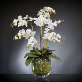 Aranjamente florale LUX - Aranjament floral PHALENOPSIS MAXI 110cm