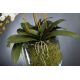 Aranjamente florale LUX - Aranjament floral PHALENOPSIS MAXI 110cm