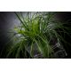 Aranjamente florale LUX - Aranjament floral mediu design LUX SQUARE GRASS