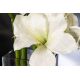 Aranjamente florale LUX - Aranjament floral mediu design LUX AMARYLLIS RADISH WHITE