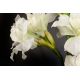 Aranjamente florale LUX - Aranjament floral mediu design LUX AMARYLLIS RADISH WHITE