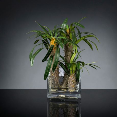 Aranjamente florale LUX - Aranjament floral mediu design LUX CACTUS SQUARE