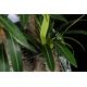 Aranjamente florale LUX - Aranjament floral mediu design LUX CACTUS SQUARE
