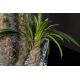 Aranjamente florale LUX - Aranjament floral mediu design LUX CACTUS SQUARE
