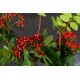 Aranjamente florale LUX - Aranjament floral mediu design LUX TEAR BERRIES