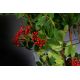 Aranjamente florale LUX - Aranjament floral mediu design LUX TEAR BERRIES
