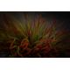 Aranjamente florale LUX - Aranjament floral mediu design LUX ANASTASIA SLIMPINE