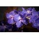 Aranjamente florale LUX - Aranjament floral mediu design LUX VANDA HEART LEAF, dia 90cm