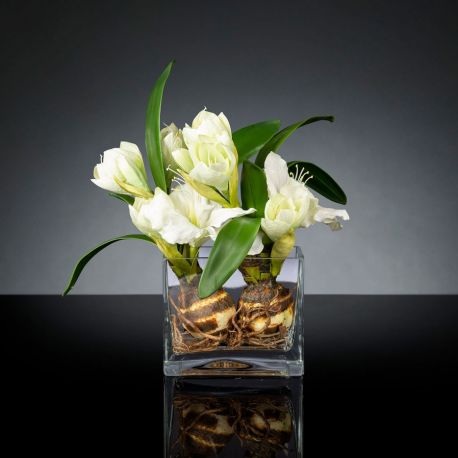 Aranjamente florale LUX - Aranjament floral mediu design LUX SQUARE AMARYLLIS BULB