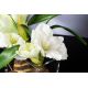 Aranjamente florale LUX - Aranjament floral mediu design LUX SQUARE AMARYLLIS BULB