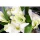 Aranjamente florale LUX - Aranjament floral mediu design LUX SQUARE AMARYLLIS BULB