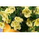 Aranjamente florale LUX - Aranjament floral mediu design LUX AMPHORA ROSELLINE