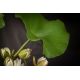 Aranjamente florale LUX - Aranjament floral mare decor festiv design LUX MERCURIO LOTUS H-194cm