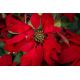 Aranjamente florale LUX - Aranjament floral mare decor festiv design LUX ALICE RED STAR H-105cm