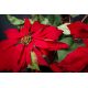 Aranjamente florale LUX - Aranjament floral mare decor festiv design LUX ALICE RED STAR H-105cm