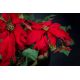 Aranjamente florale LUX - Aranjament floral mare decor festiv design LUX ALICE RED STAR H-105cm