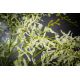 Aranjamente florale LUX - Aranjament floral mare decor festiv design LUX CAMBRIA H-125cm