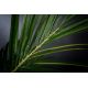 Aranjamente florale LUX - Aranjament floral mare decor festiv design LUX KENTIA PALM H-155cm