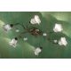 Lustre aplicate - Lustra aplicata cu flori ceramice in stilul clasic Florentin PISA 6L