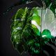 Candelabre, Lustre - Lustra moderna design frunze MONSTERA DELICIOSA