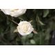 Aranjamente florale LUX - Aranjament floral mare decor festiv design LUX ROSES CLASSIC