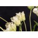 Aranjamente florale LUX - Aranjament floral mare decor festiv design LUX SERENA PARROT TULIP