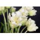 Aranjamente florale LUX - Aranjament floral mare decor festiv design LUX SERENA PARROT TULIP