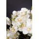 Aranjamente florale LUX - Aranjament floral mediu design LUX PHALEANOPSIS DISK