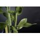 Aranjamente florale LUX - Aranjament floral mediu design LUX SEDUM PLANT
