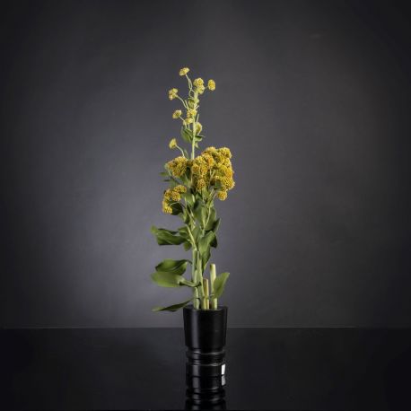 Aranjamente florale LUX - Aranjament floral mediu design LUX SEDUM PLANT