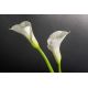 Aranjamente florale LUX - Aranjament floral mediu design LUX CILINDRO CALLA