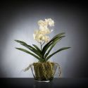 Aranjament floral mediu design LUX VANDA CLUMP