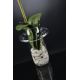 Aranjamente florale LUX - Aranjament floral LUX LIGHT ATOLLO 4 PHALENOPSIS SMALL