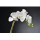 Aranjamente florale LUX - Aranjament floral LUX LIGHT ATOLLO 4 PHALENOPSIS SMALL