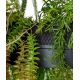 Candelabre, Lustre - Lustra LED cu telecomanda Garden 70 negru