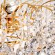 Lustre Cristal Asfour - Candelabru cristal Asfour design lux KRISTALL KLASSISCH 9L gold/clear