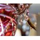 Candelabre, Lustre - Candelabru LUX realizat manual cu cristale Scholer Edgard, 120cm