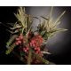 Aranjamente florale LUX - Aranjament floral mediu decor festiv design LUX CRASSULA PINEAPPLE