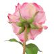 Aranjamente florale LUX - Buchet artificial LUX din 72 de trandafiri roz si rosii, Roses