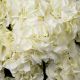 Aranjamente florale LUX - Buchet artificial LUX din 48 de hortensii albe, Hydrangeas