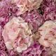 Aranjamente florale LUX - Buchet artificial LUX din 48 de hortensii roz, Hydrangeas