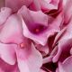 Aranjamente florale LUX - Buchet artificial LUX din 48 de hortensii roz, Hydrangeas