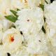 Aranjamente florale LUX - Buchet artificial LUX din 48 de bujori albi, Peonies