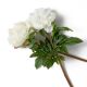 Aranjamente florale LUX - Buchet artificial LUX din 48 de bujori albi, Peonies
