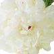Aranjamente florale LUX - Buchet artificial LUX din 48 de bujori albi, Peonies