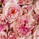 Aranjamente florale LUX - Buchet artificial LUX din 48 de bujori roz, Peonies