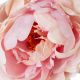 Aranjamente florale LUX - Buchet artificial LUX din 48 de bujori roz, Peonies